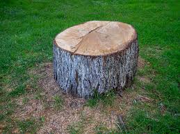 Tree and Shrub Care in Longview Heights, WA