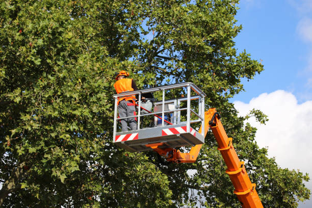 Best Tree Trimming and Pruning  in Longview Heights, WA