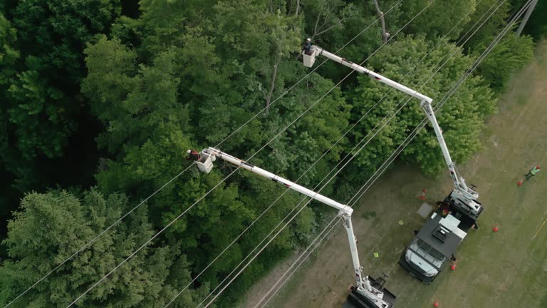 How Our Tree Care Process Works  in  Longview Heights, WA