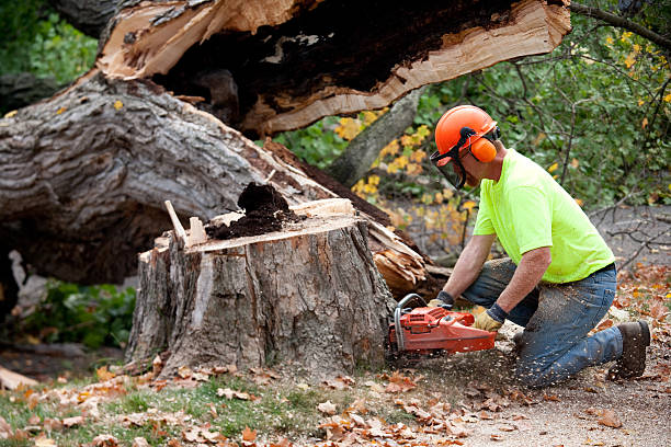 Best Tree Cabling and Bracing  in Longview Heights, WA