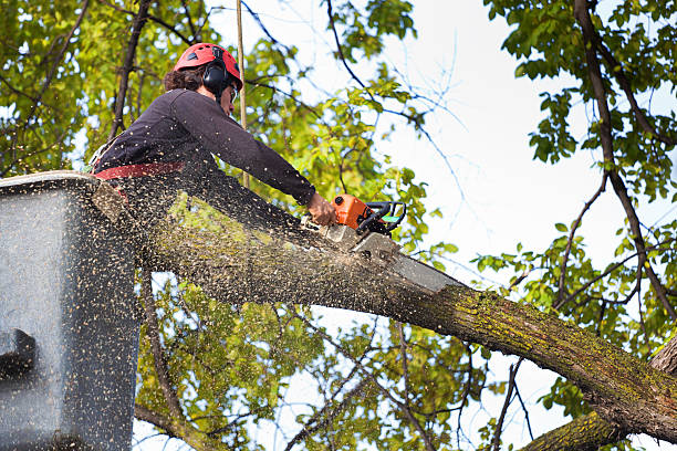 Leaf Removal in Longview Heights, WA
