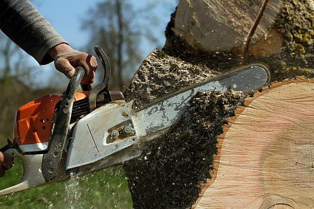 Best Emergency Tree Removal  in Longview Heights, WA