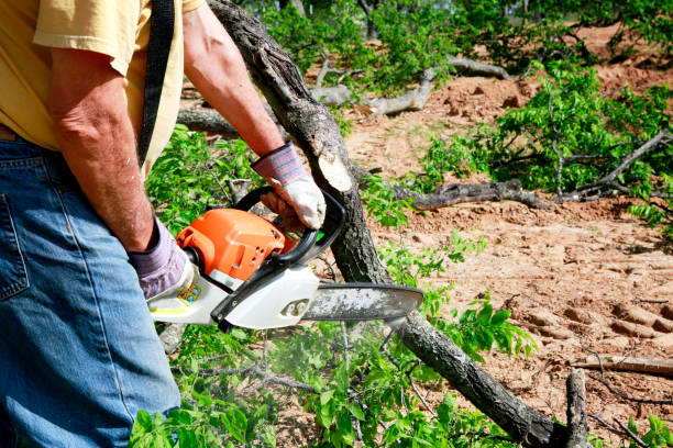 Trusted Longview Heights, WA Tree Removal Experts